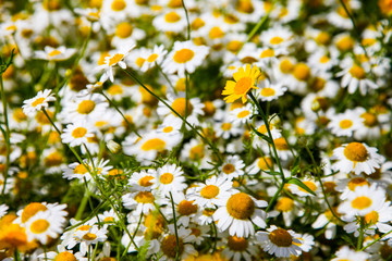 Daisies in a summer field