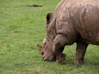 Fototapeta premium Rhinoceros grazing quietly at sunset
