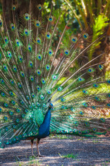 Obraz premium Peacock making his wheel with his beautiful plumage