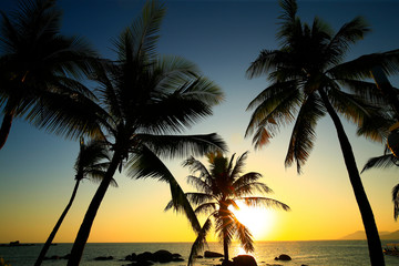 Coconut trees against a blue sky