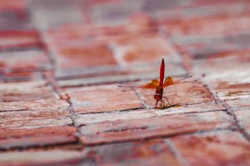 Isolated red dragonfly lying on the ground - Powered by Adobe