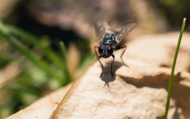Closeup of fly