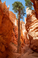 Single tree in the Wall Street, Bryce Canyon Utah