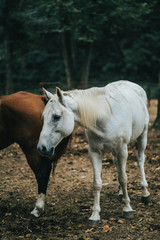 Obraz na płótnie Canvas horse eating grass