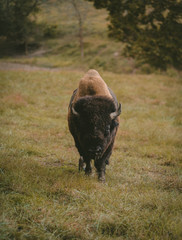 buffalo