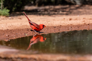 cardinal drinking