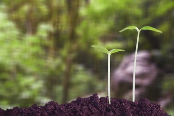 Growth of new life concept, little green plant.