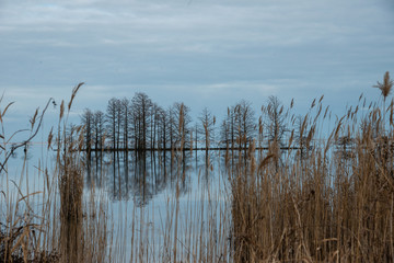 cyprus at mattamuskeet