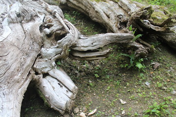 bois mort, forme d'animal