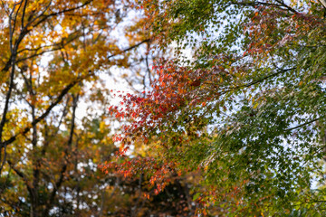 東京都八王子市の紅葉　東京都八王子市　日本