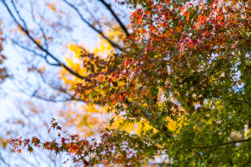 東京都八王子市の紅葉　東京都八王子市　日本
