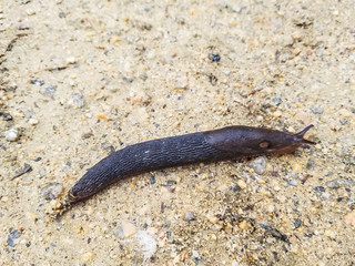 Large black slug