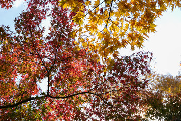 東京都八王子市の紅葉　東京都八王子市　日本