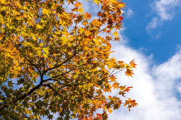 東京都八王子市の紅葉　東京都八王子市　日本