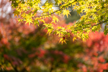 東京都八王子市の紅葉　東京都八王子市　日本
