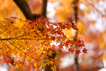 東京都八王子市の紅葉　東京都八王子市　日本
