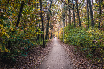 Obraz premium Forest path in Kampinos National Park near Warsaw city in Poland