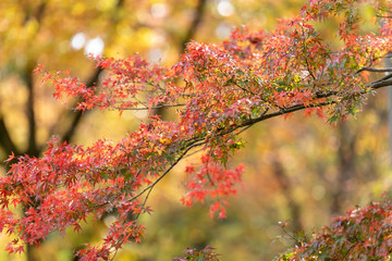 東京都八王子市の紅葉　東京都八王子市　日本