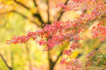 東京都八王子市の紅葉　東京都八王子市　日本