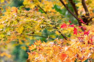 東京都八王子市の紅葉　東京都八王子市　日本