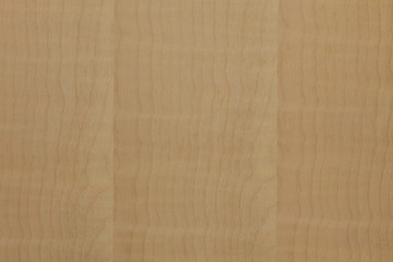 Fototapeta premium シカモア