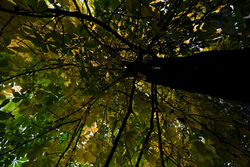 Upward view of a tall chestnut tree with green and yellow leaves.