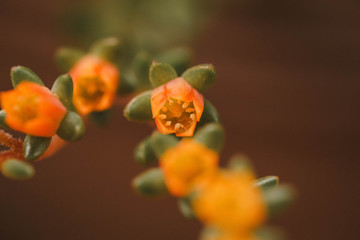 Cottage garden  vibrant flowers close up, macro garden photography, nature image