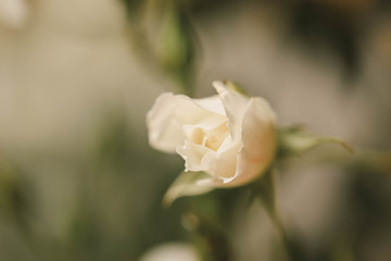 Cottage garden  vibrant flowers close up, macro garden photography, nature image