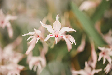 Fototapeta premium Cottage garden vibrant flowers close up, macro garden photography, nature image