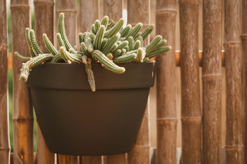 Small plant pot attached to bamboo wall featuring cute healthy cactus 
