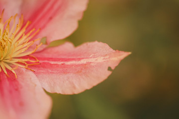 Pink clematis flower close up, pretty climbing cottage garden plant. Leather flower, Ranunculaceae