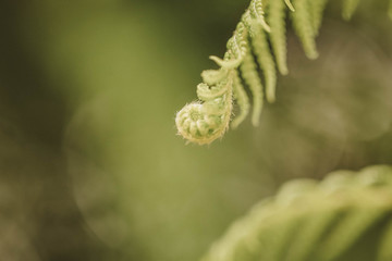 Fern leaf close up, macro photography. Tropical rain forest plant. 