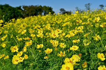 満開のイエローキャンパスの咲く丘の情景