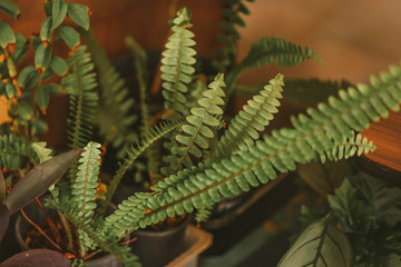 Fishbone ferns growing in pots among other plants in nursery