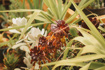 Deep putple succulent growing among other water wise plants in low water garden. Drought hardy...