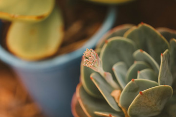 Various succulent plants in the garden. Water wise gardening.
