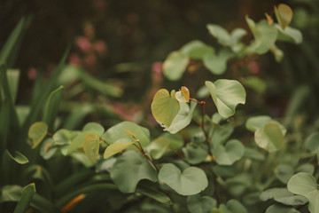 Cottage garden  vibrant flowers close up, macro garden photography, nature image