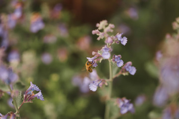 Cottage garden  vibrant flowers close up, macro garden photography, nature image