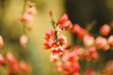 Australian native cottage garden plant with pink flowers