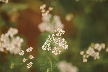 Coriander plant in flower, herbs growing in cottage garden