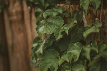 Obraz premium Boston ivy climbing plant growing on wooden wall in country cottage garden