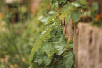 Fototapeta premium Boston ivy climbing plant growing on wooden wall in country cottage garden
