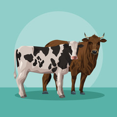 bull and cow animals farm
