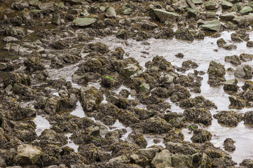 Rocks and seaweed at low tide