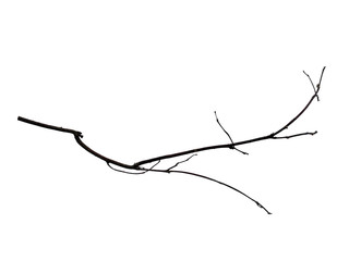 Tree branches set isolated on white background. Wood pile or tree sticks isolated on white background. Twigs, set macro dry branches birch isolated on white background, with clipping path.