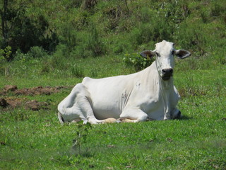 Naklejka na ściany i meble a cow lying in the pasture