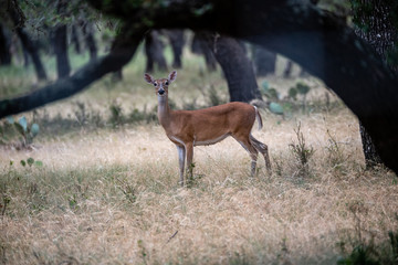 Deer under tree
