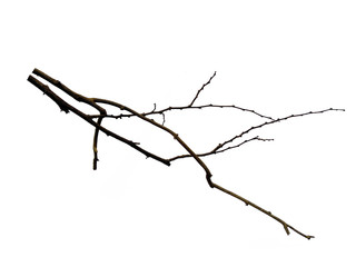 Tree branches set isolated on white background. Wood pile or tree sticks isolated on white background. Twigs, set macro dry branches birch isolated on white background, with clipping path.