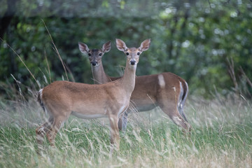two deer