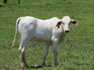 a white calf in green pasture, nellore